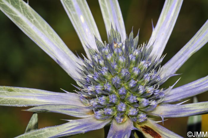 Eryngium bourgatii