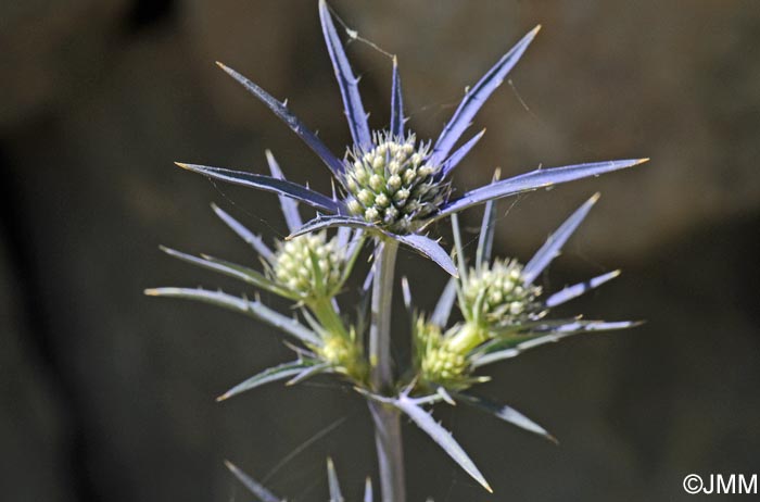 Eryngium bourgatii