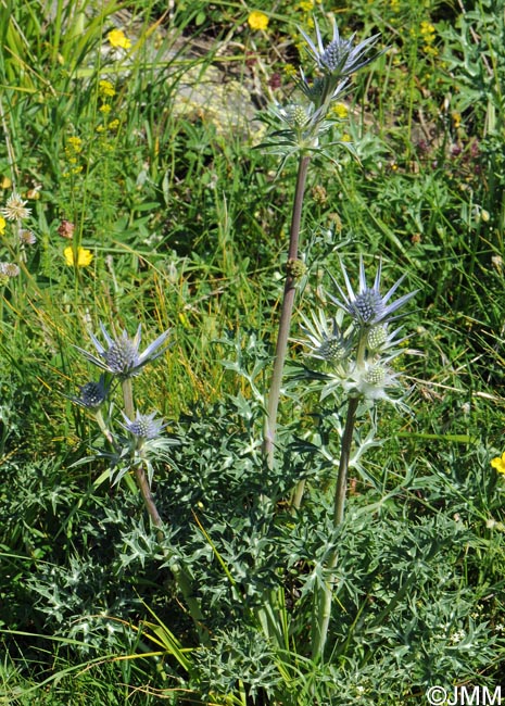 Eryngium bourgatii