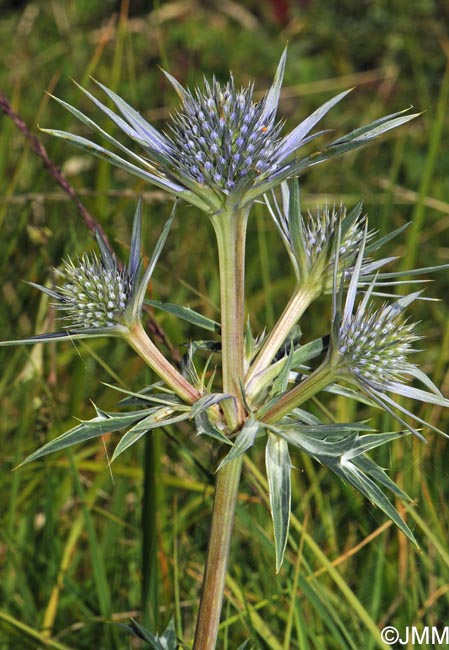 Eryngium bourgatii