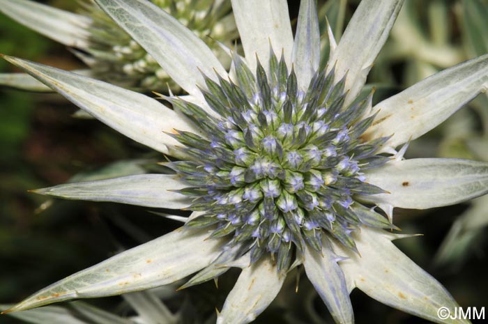 Eryngium bourgatii