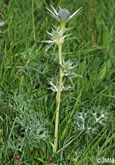 Eryngium bourgatii