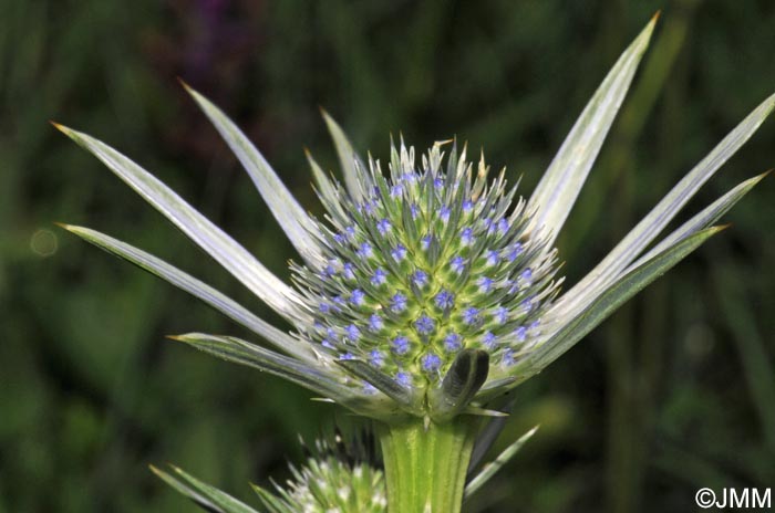 Eryngium bourgatii