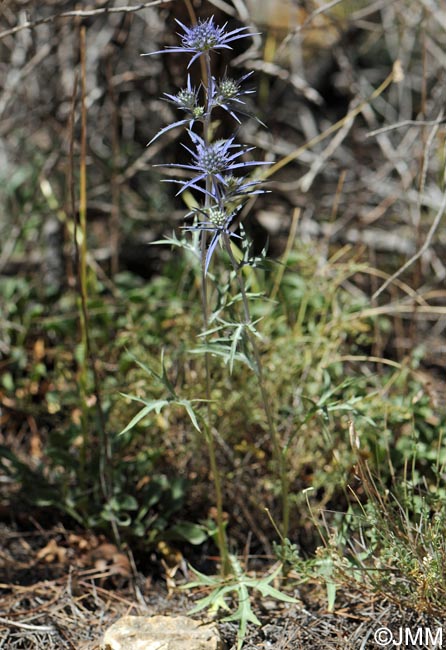 Eryngium bourgatii