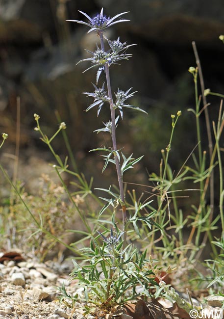 Eryngium bourgatii