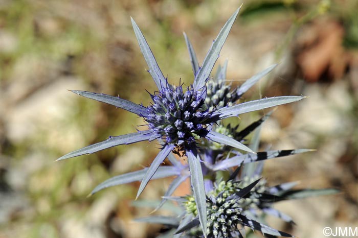 Eryngium bourgatii