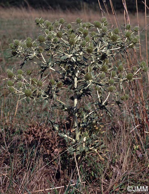 Eryngium campestre