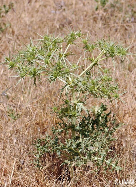 Eryngium campestre