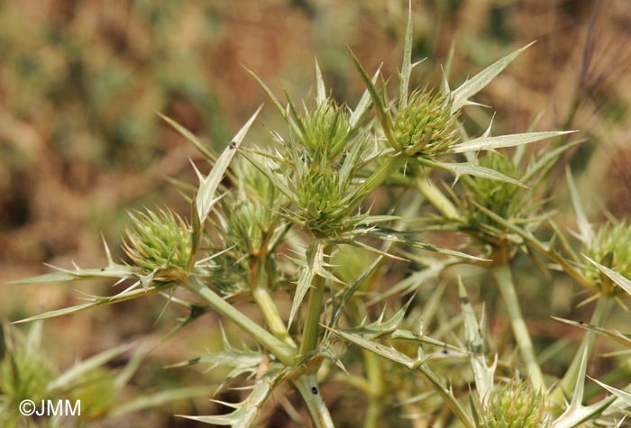 Eryngium campestre