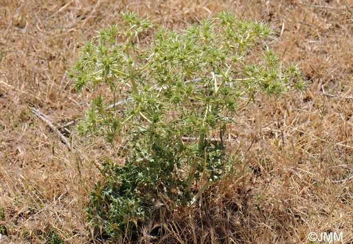 Eryngium campestre