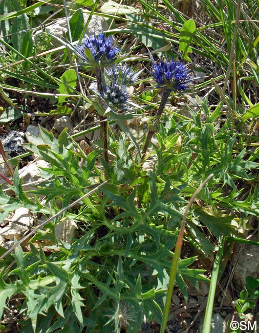 Eryngium dilatatum