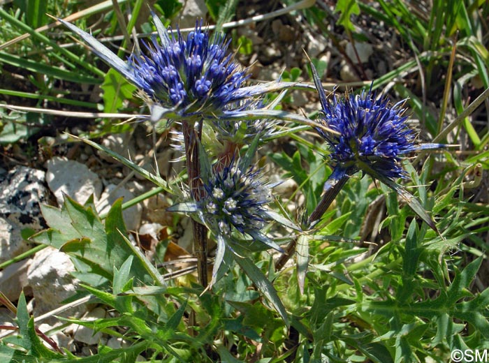 Eryngium dilatatum