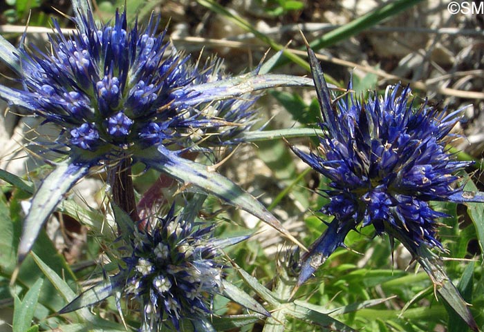 Eryngium dilatatum