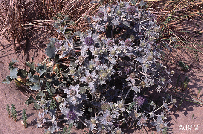 Eryngium maritimum