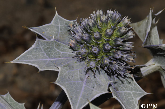 Eryngium maritimum