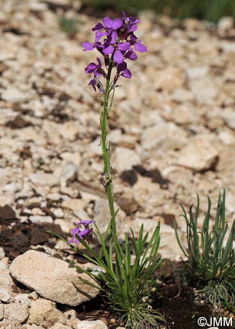 Erysimum cazorlense