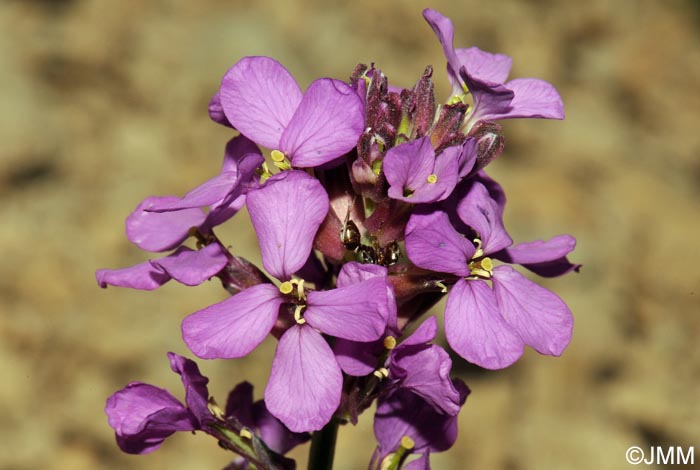 Erysimum cazorlense