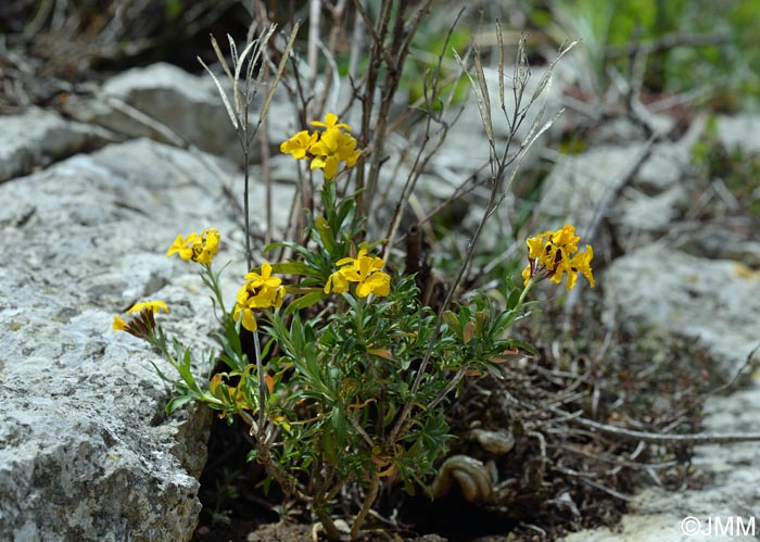 Erysimum cheiri = Cheiranthus cheiri