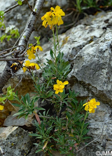 Erysimum cheiri = Cheiranthus cheiri