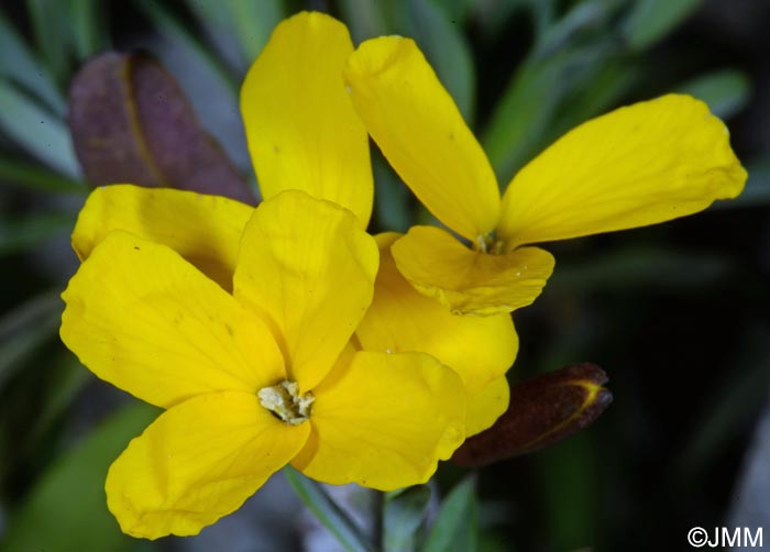 Erysimum cheiri = Cheiranthus cheiri