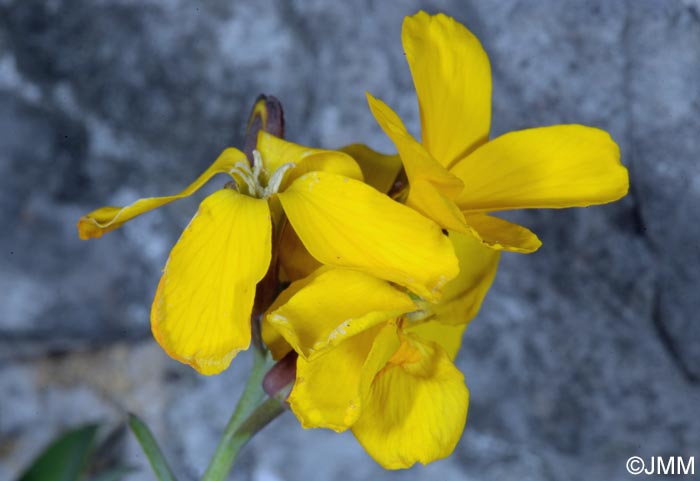 Erysimum cheiri = Cheiranthus cheiri