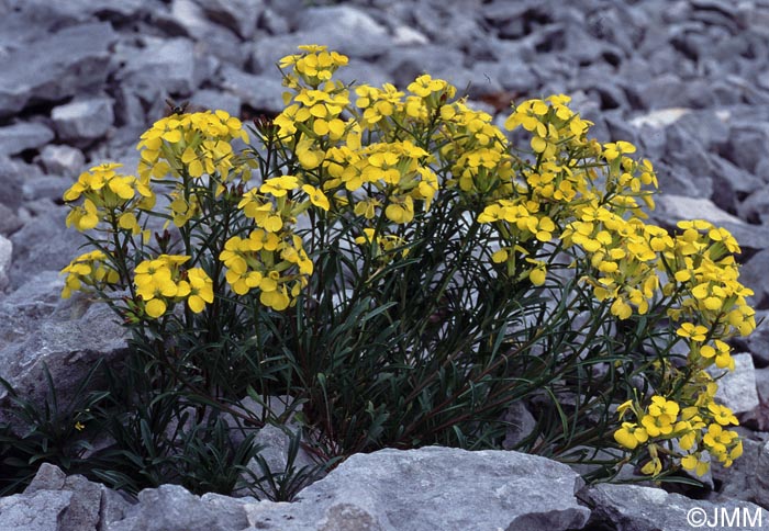 Erysimum ochroleucum