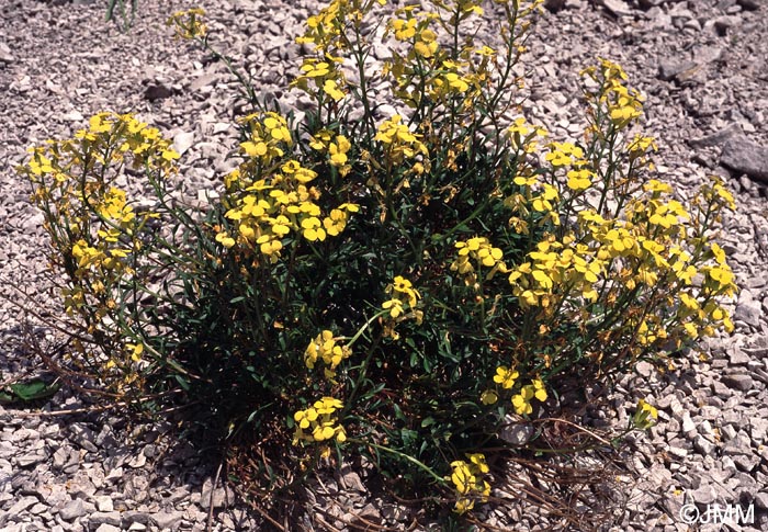 Erysimum ochroleucum