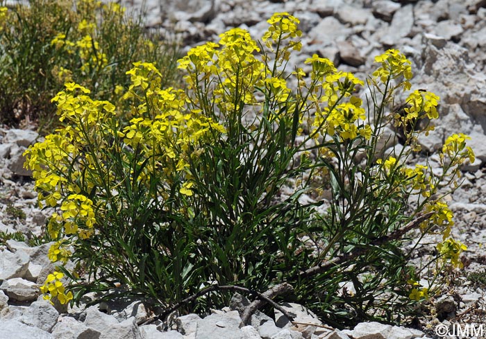 Erysimum ochroleucum