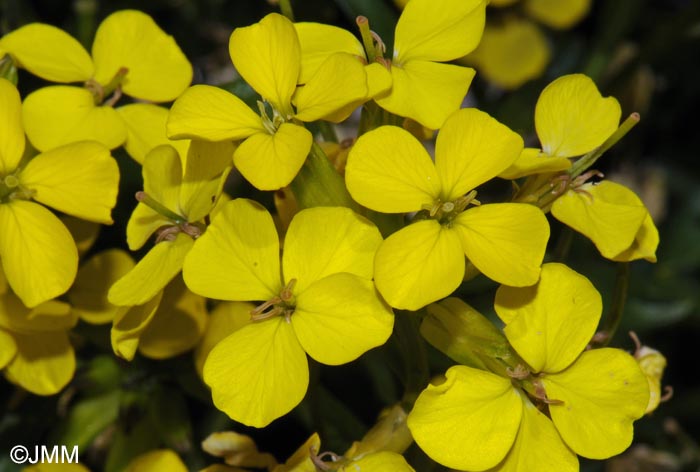 Erysimum ochroleucum