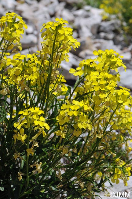 Erysimum ochroleucum