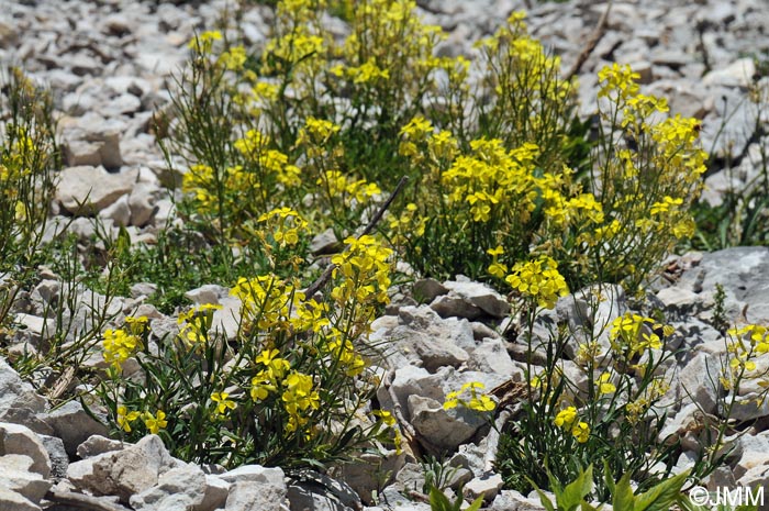 Erysimum ochroleucum