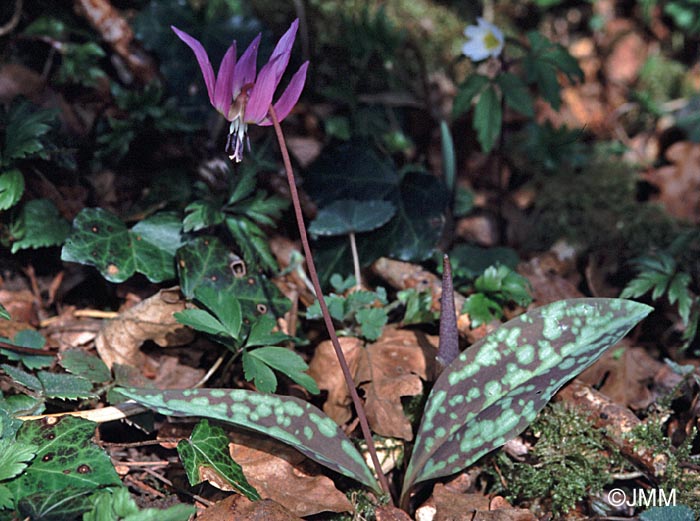 Erythronium dens-canis