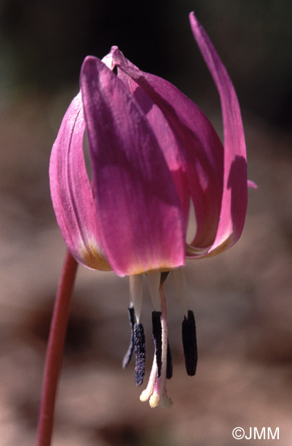 Erythronium dens-canis