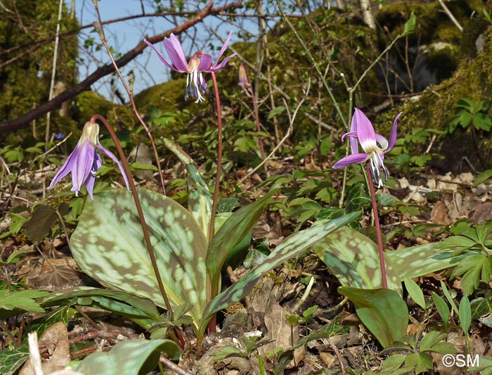 Erythronium dens-canis