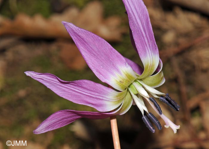 Erythronium dens-canis