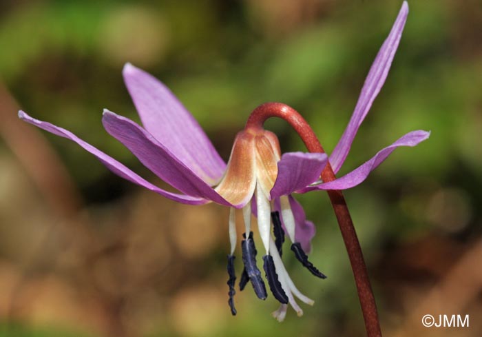 Erythronium dens-canis