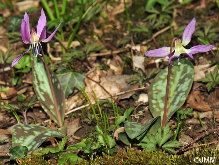 Erythronium dens-canis