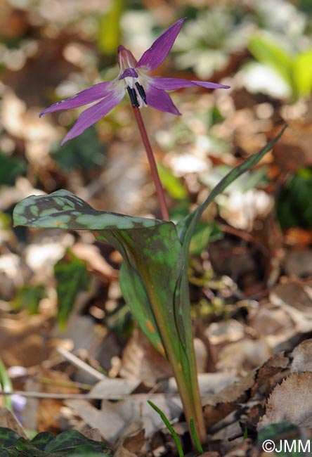 Erythronium dens-canis