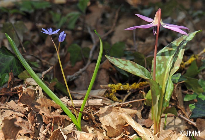 Erythronium dens-canis & Scilla bifolia