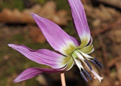 Erythronium dens-canis