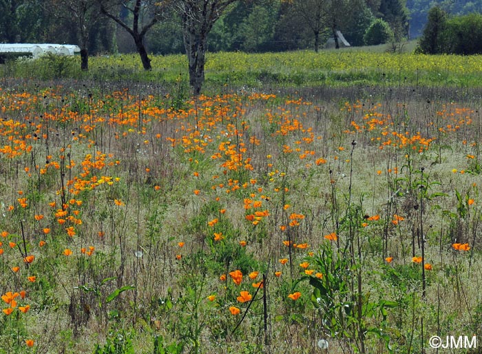 Eschscholzia californica