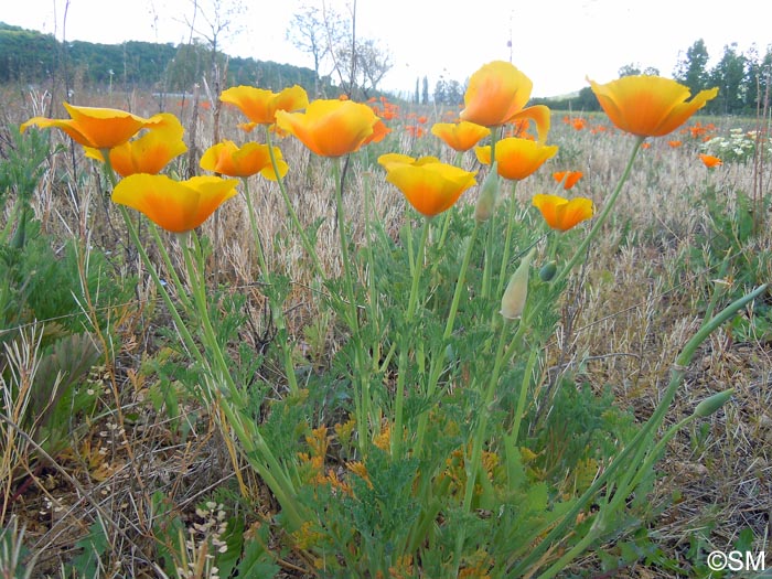 Eschscholzia californica