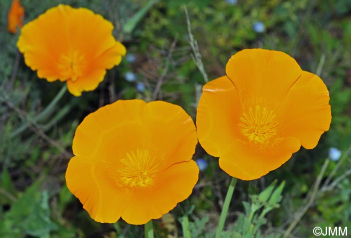 Eschscholzia californica