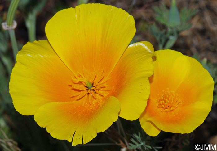 Eschscholzia californica