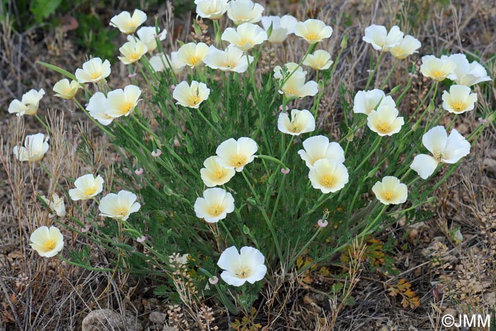 Eschscholzia californica