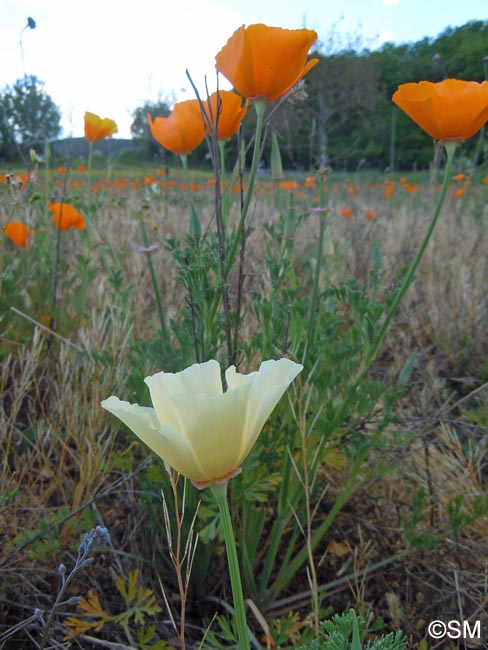 Eschscholzia californica