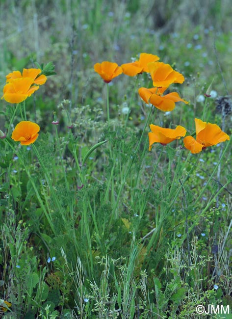 Eschscholzia californica