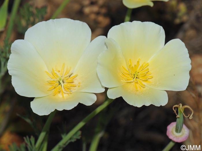 Eschscholzia californica