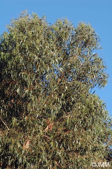 Eucalyptus globulus