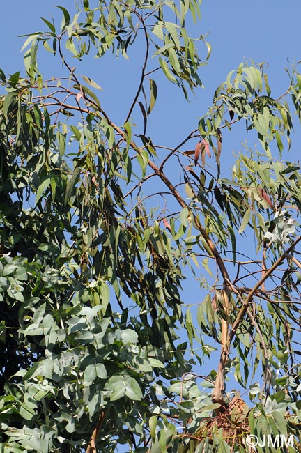 Eucalyptus globulus